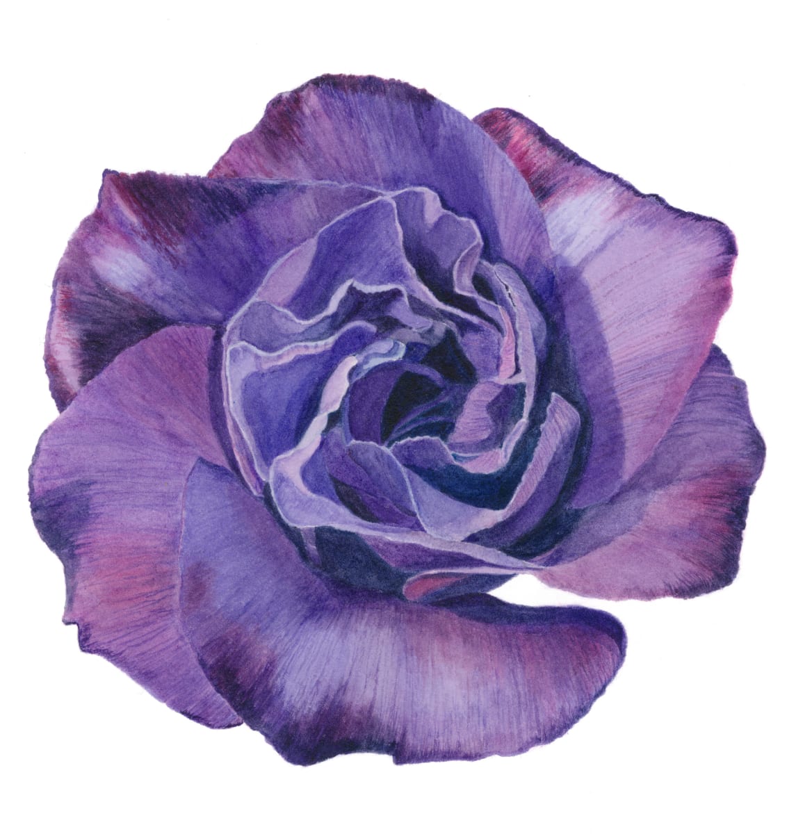 Lisianthus by Sally Jacobs 