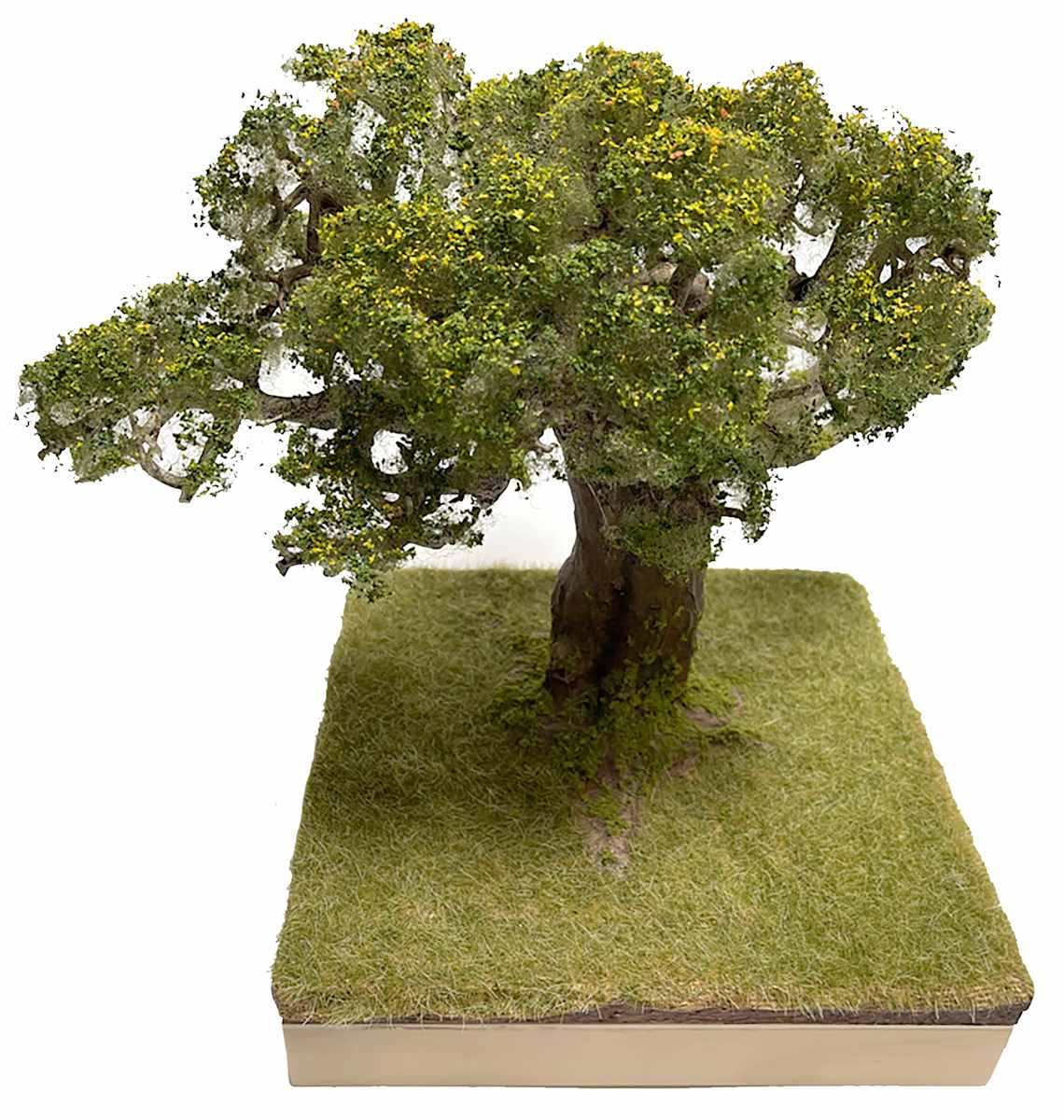 Oak tree by Gary Polonsky, Image 1.