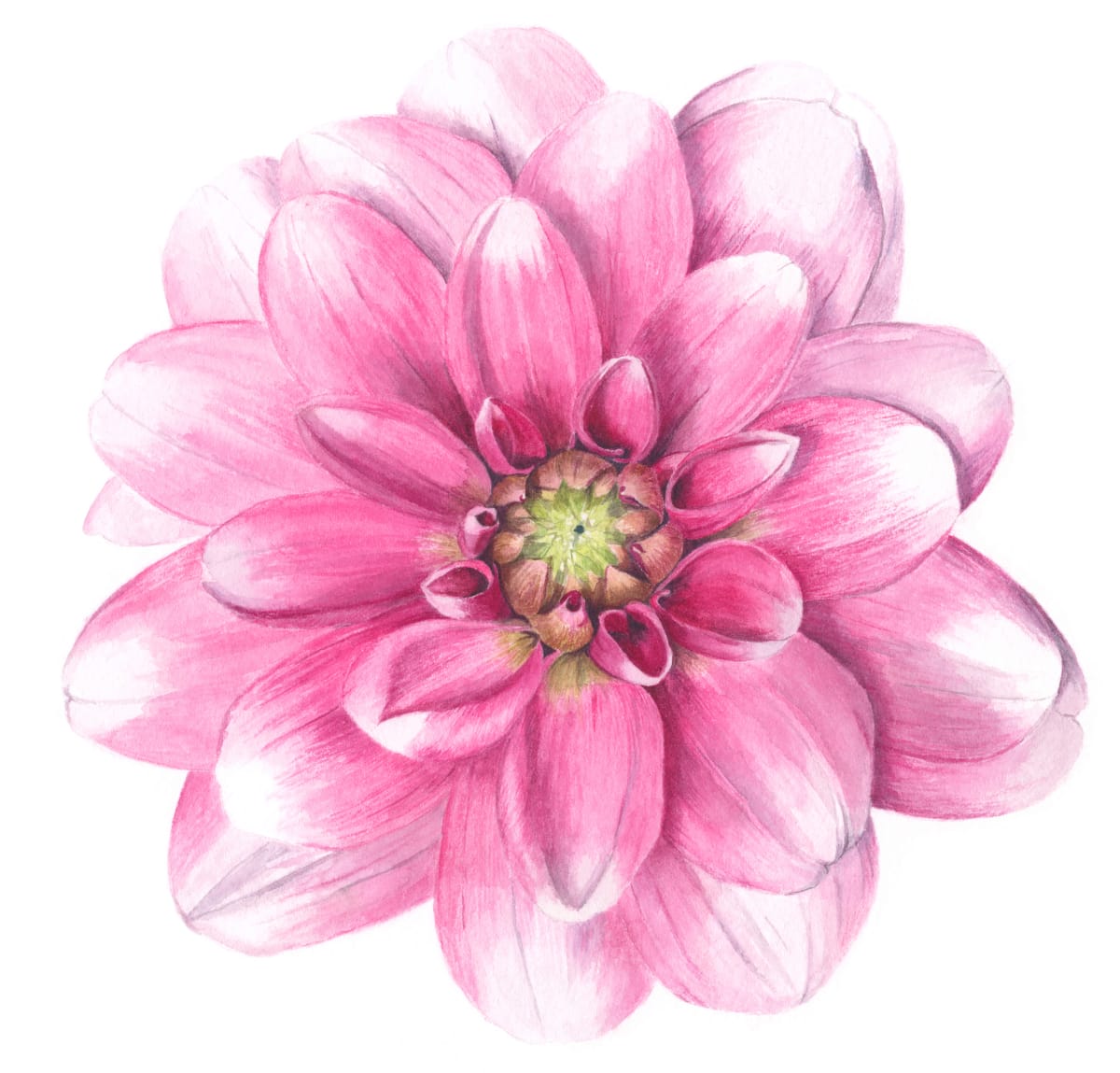 Dahlia by Sally Jacobs 