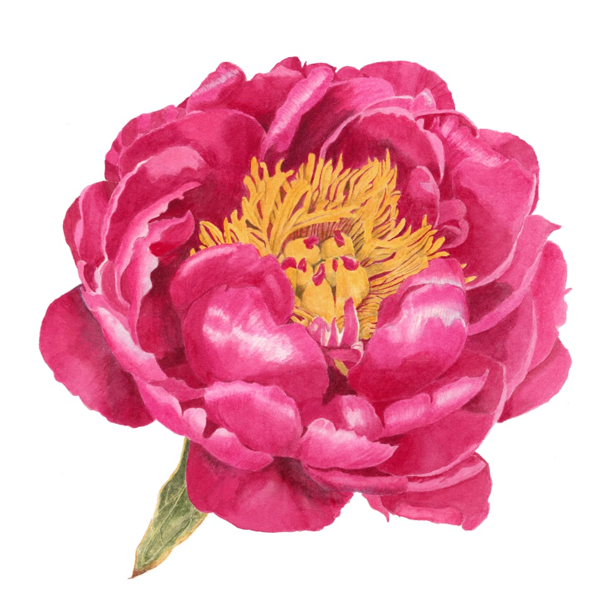 Peony by Sally Jacobs 