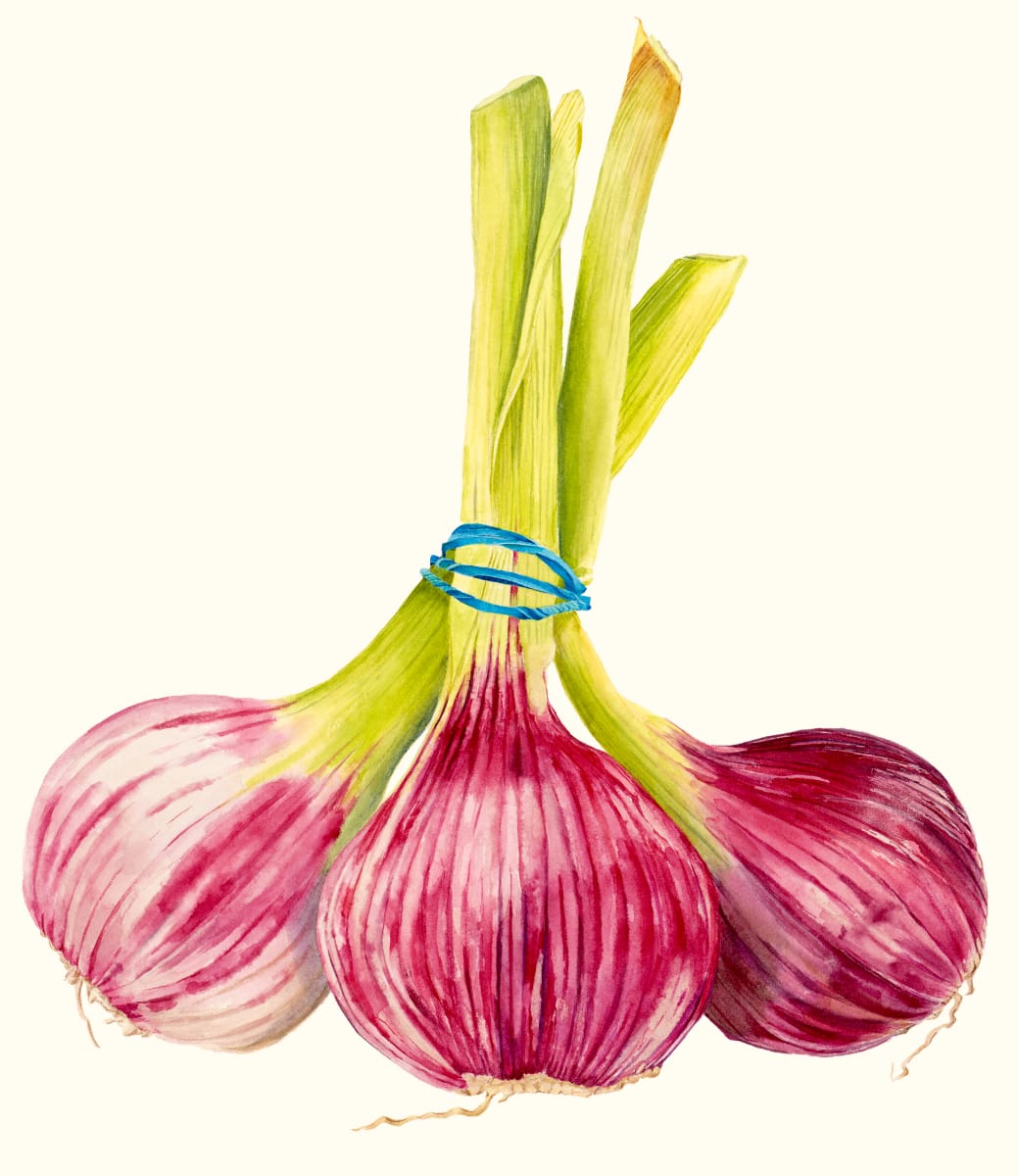 Red Onions by Sally Jacobs 