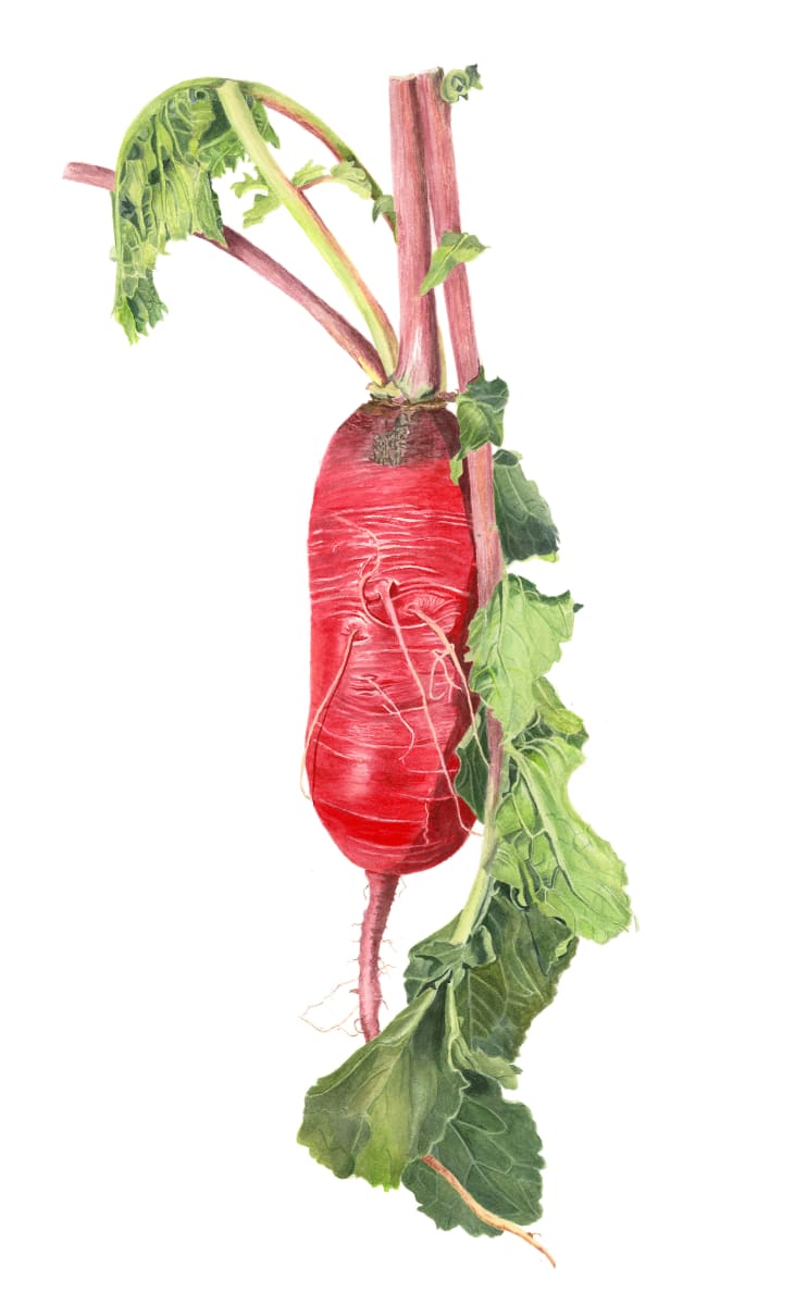 Red Radish by Sally Jacobs 