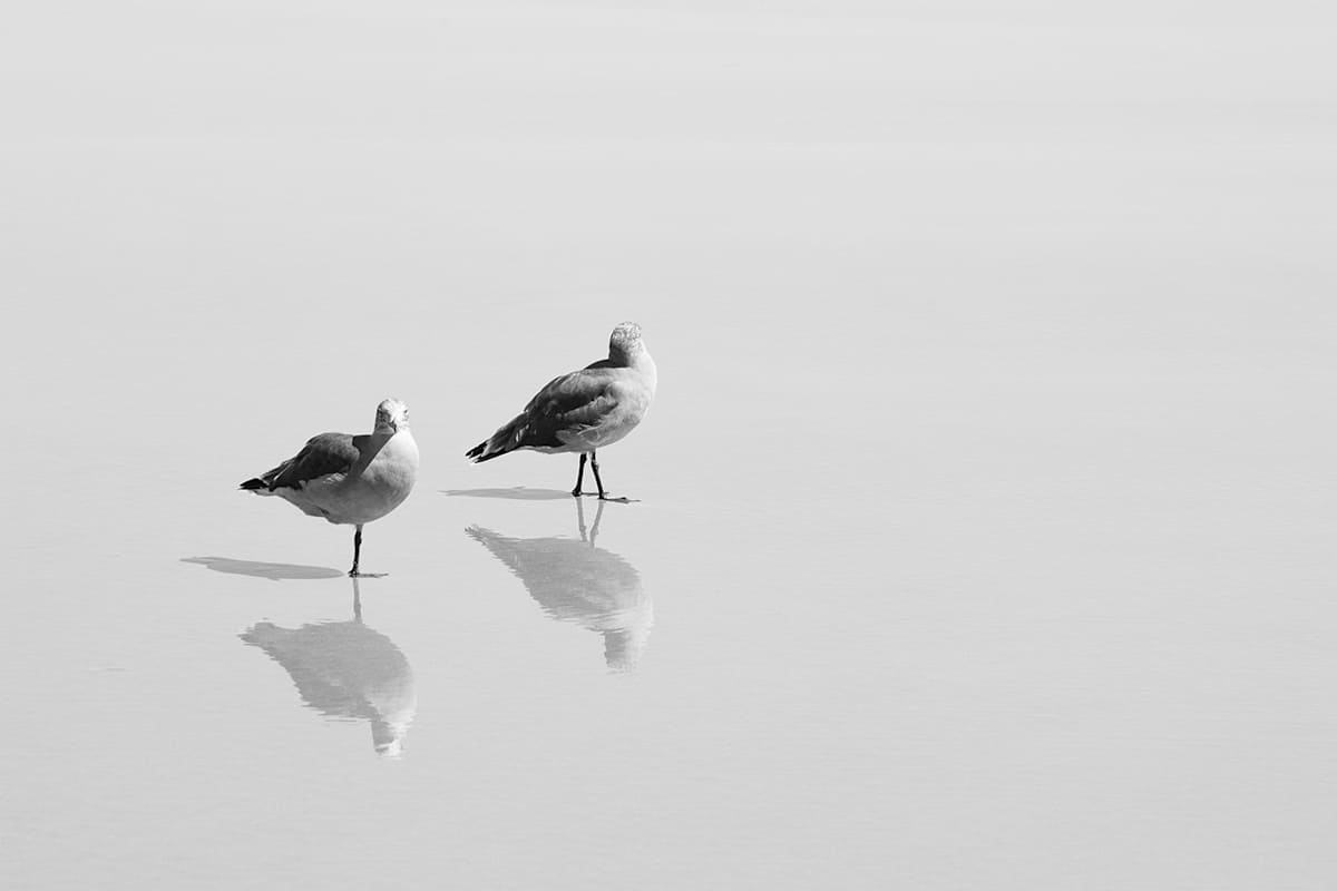 A Fine Pair by Eric Renard 