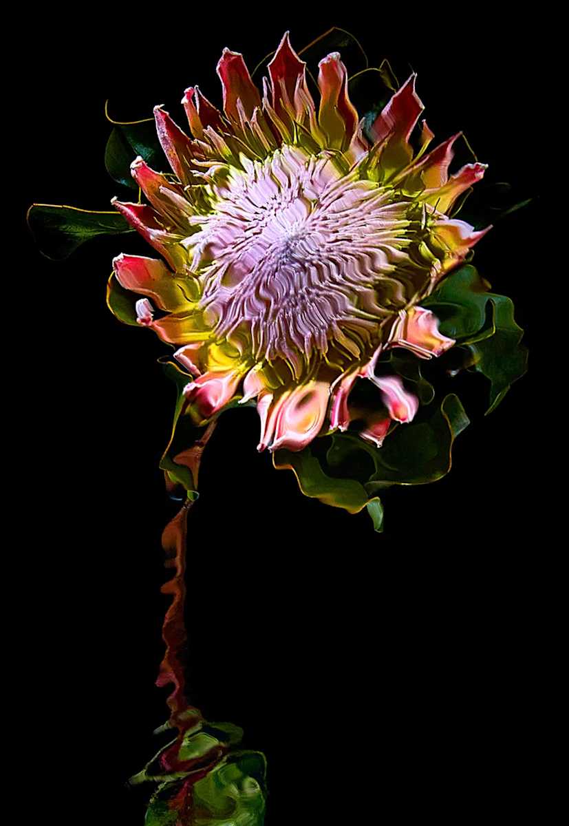 King Protea 1 by Michael Pool, Image 1.