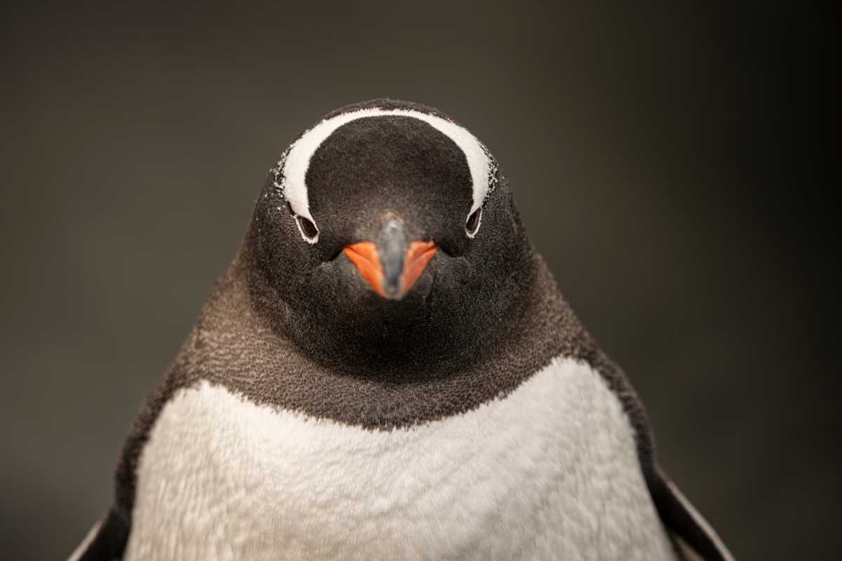 El Pingüino by Explorers Photography 