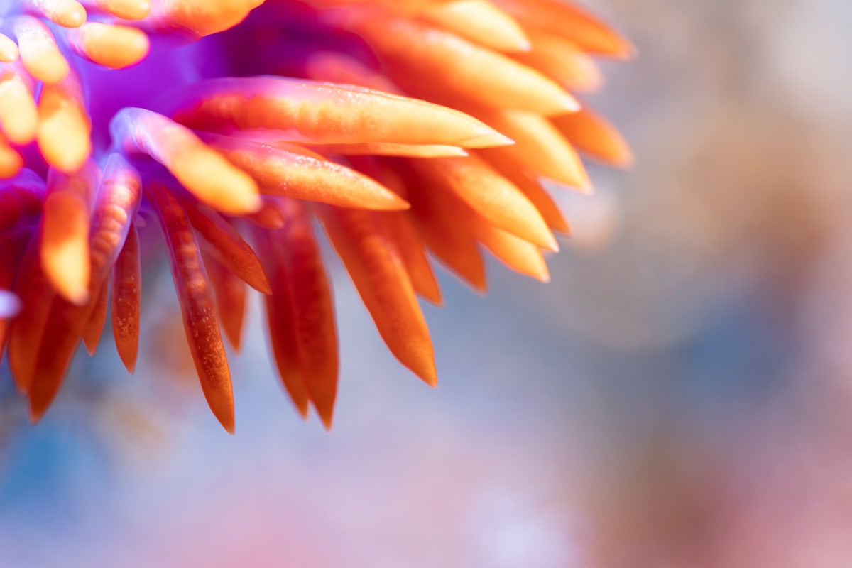 Chromatic Currents by Explorers Photography 