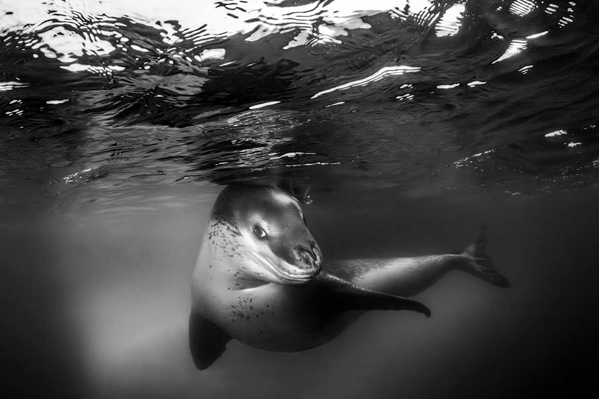 Welcome to Antarctica by Explorers Photography 