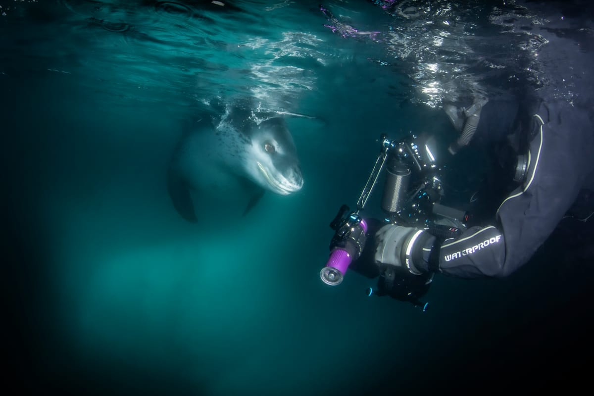 Shine On, You Curious Seal by Explorers Photography 