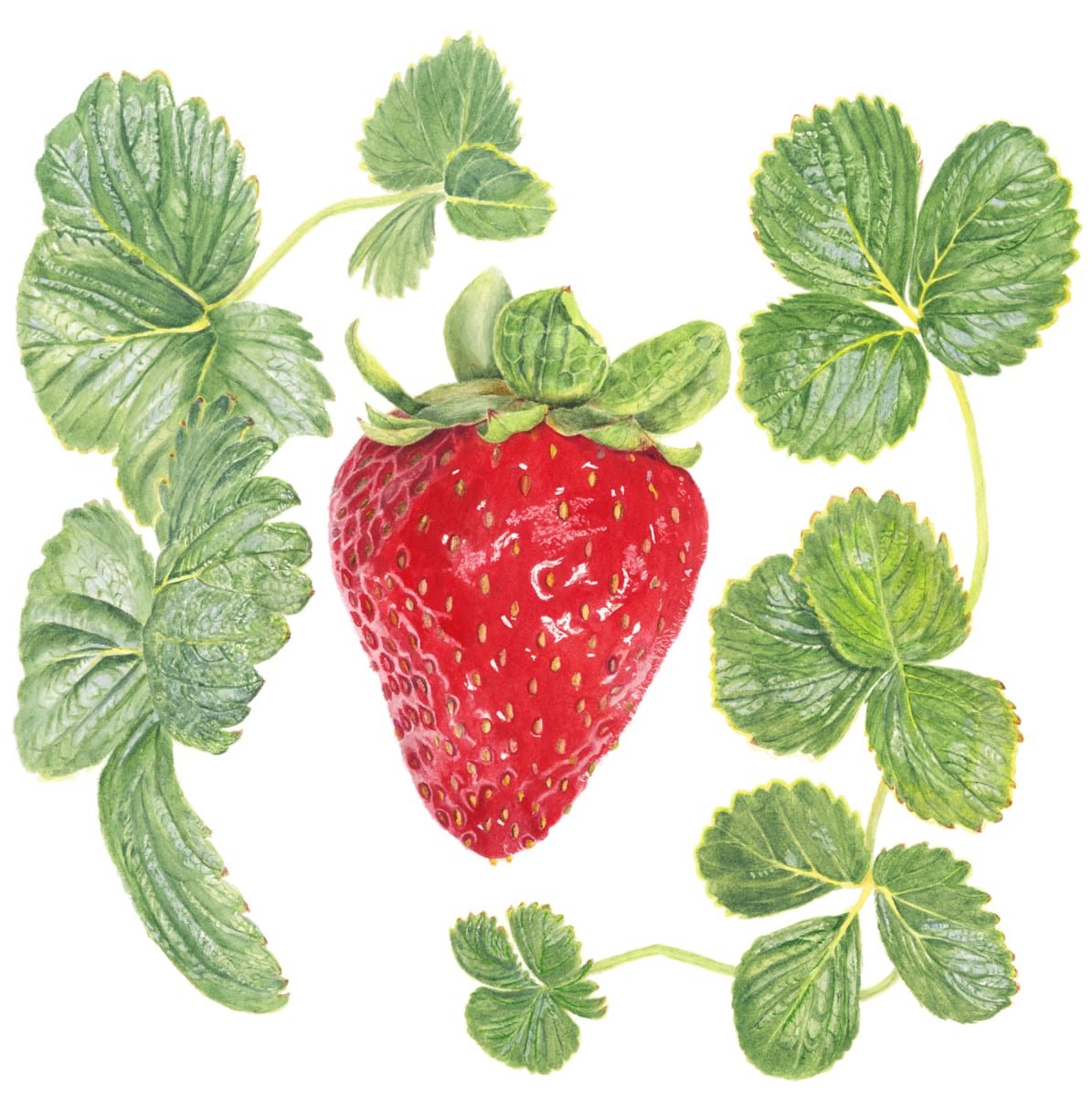 Strawberry by Sally Jacobs 