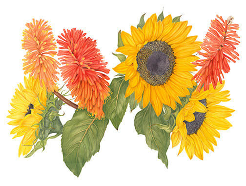 Sunflowers and Torch Lilies by Sally Jacobs 