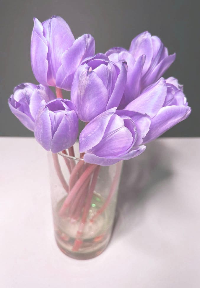 Tulips by Michael Becker, Image 1.