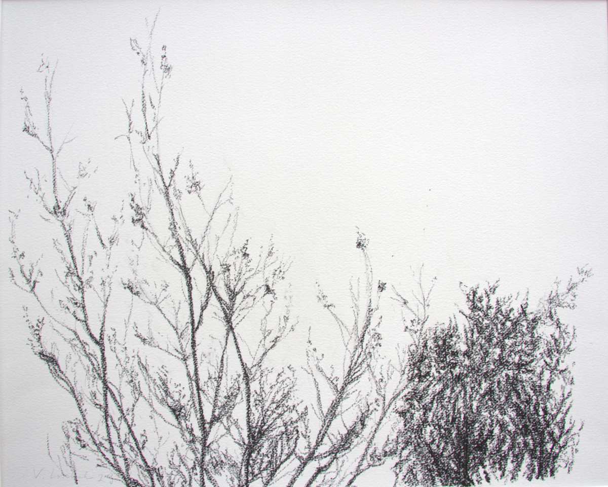 Thick and Thin Branches by Victoria Loschuk, Image 1.