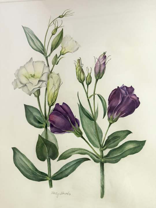 Lisianthus by Sally Jacobs 