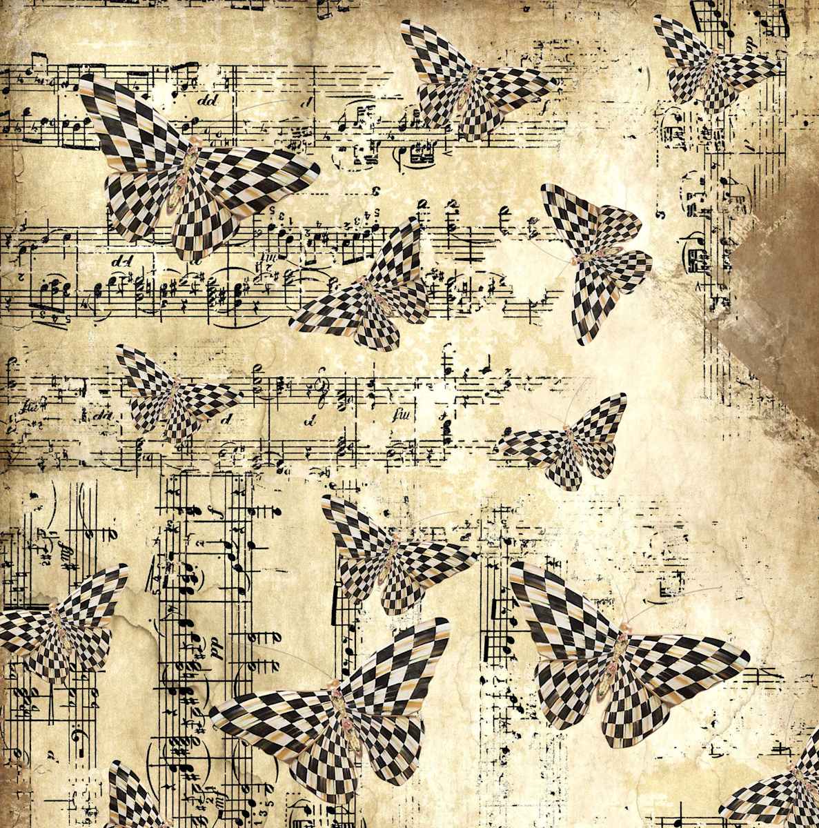 Butterfly Music by Wendy Tigerman 