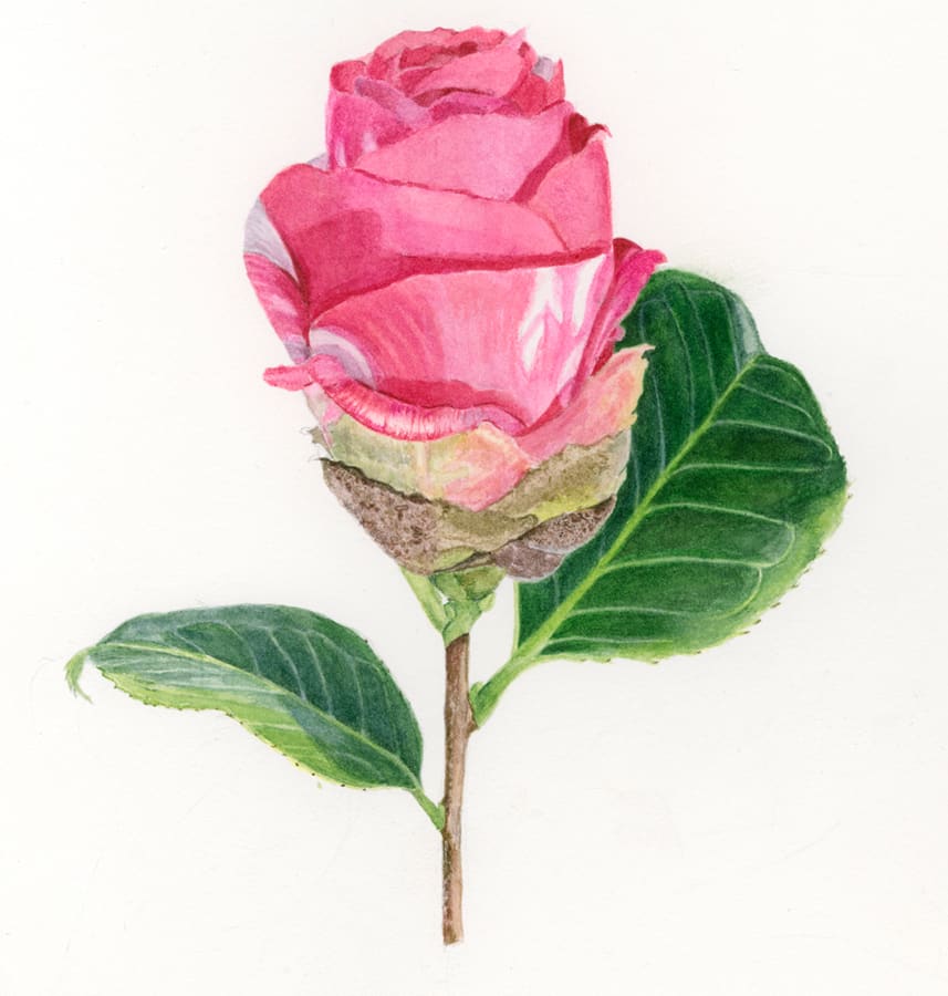 Pink Camillia Bud by Sally Jacobs 