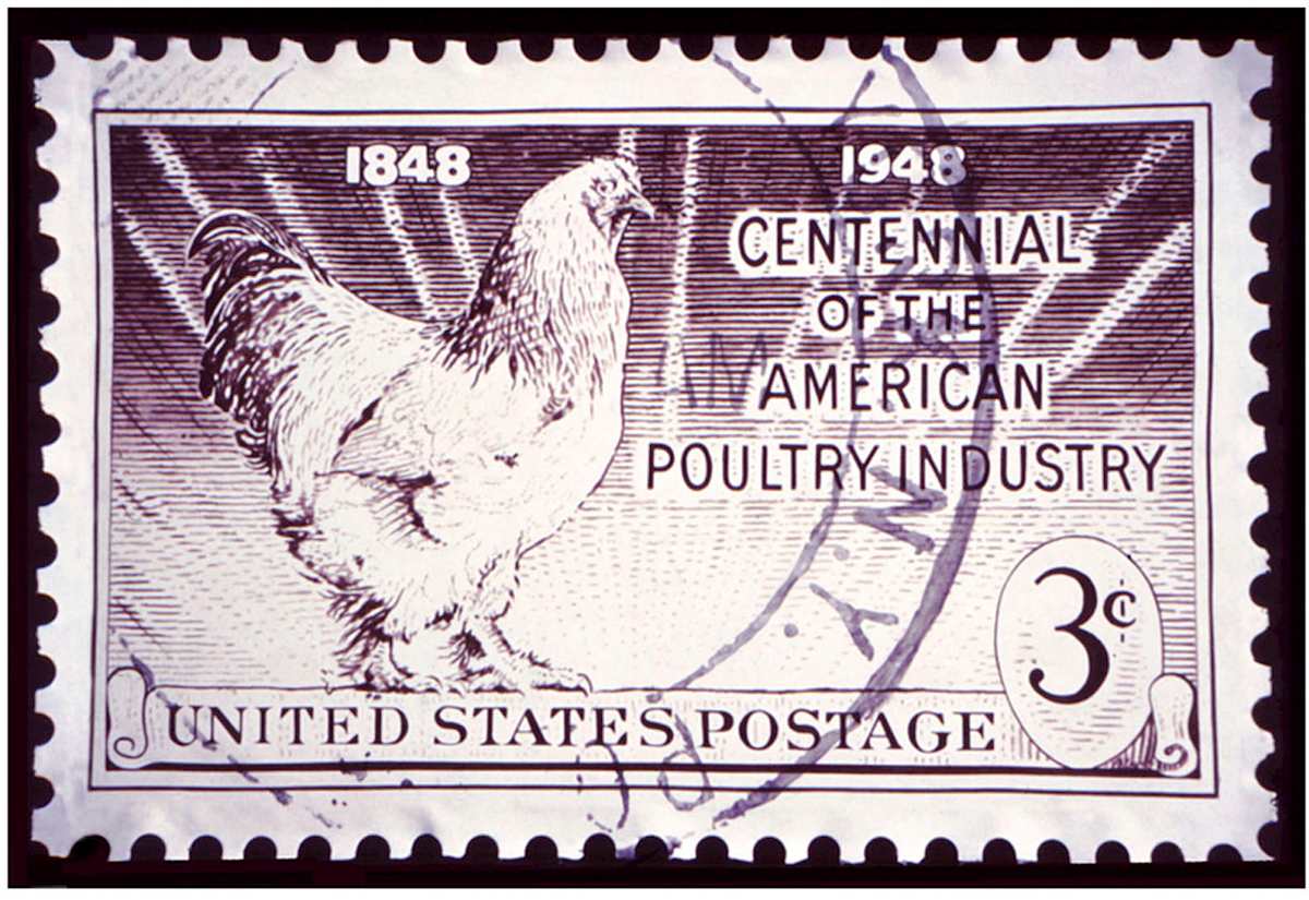 American Poultry Industry by Gary Polonsky, Image 1.