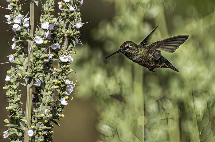 Anna's Hummingbird Looking for Lunch by Leslie Geffen, Image 1.