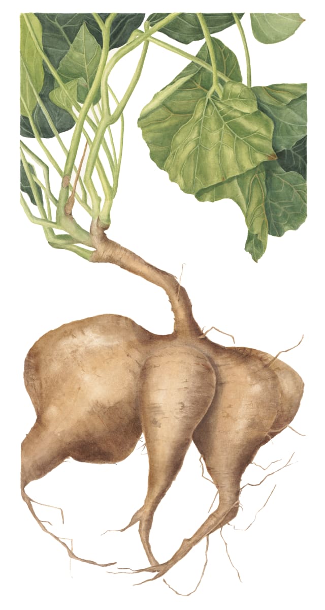 Jicama by Sally Jacobs 