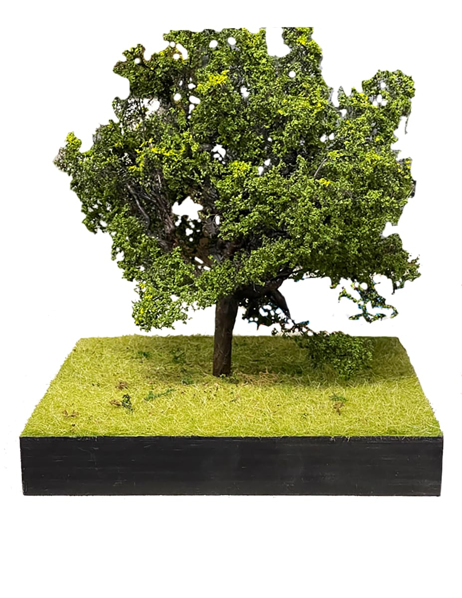 Small Oak tree by Gary Polonsky, Image 1.