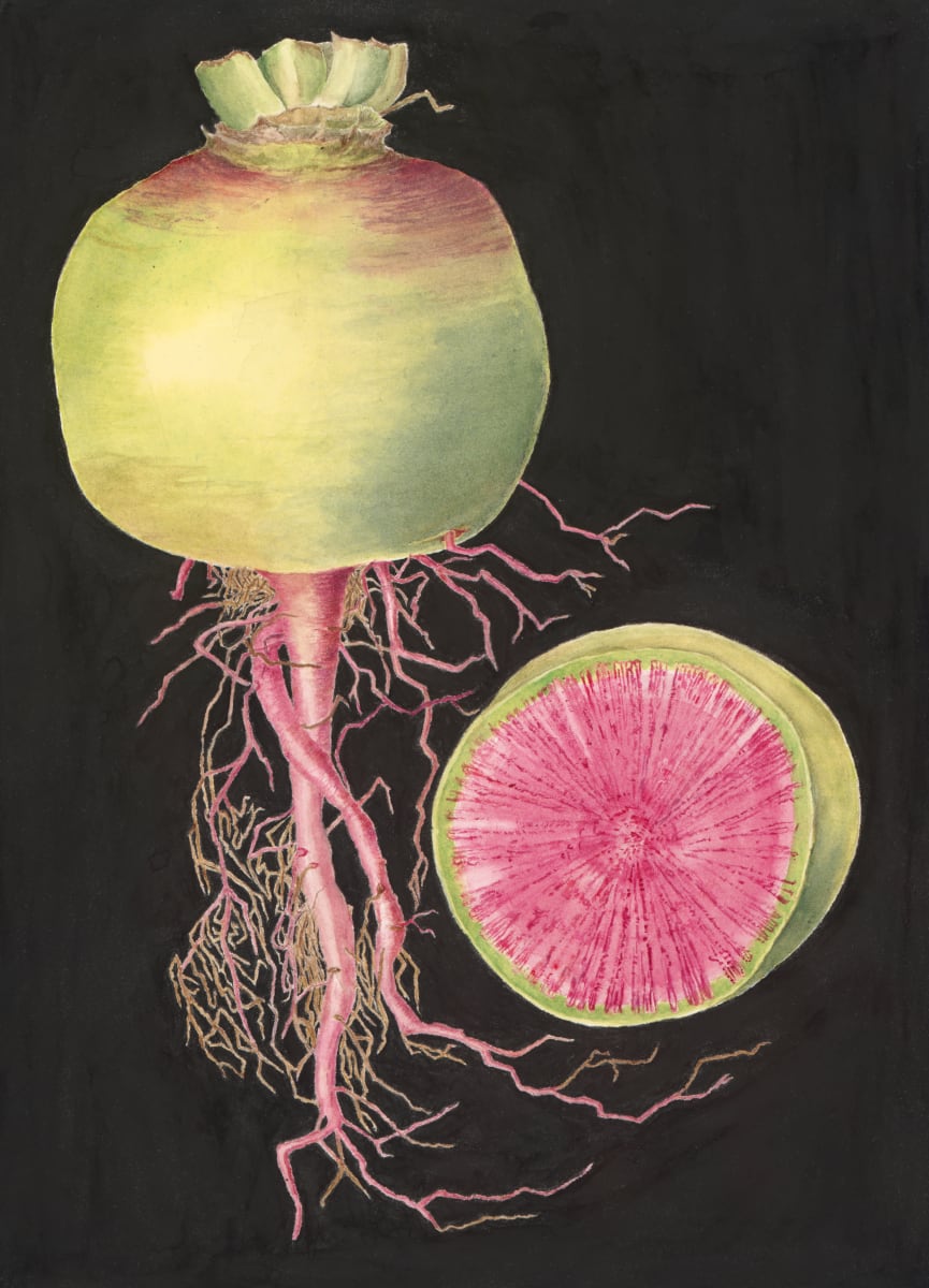 Watermelon Radish by Sally Jacobs 