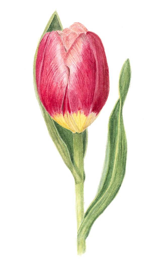 Tulip by Sally Jacobs 