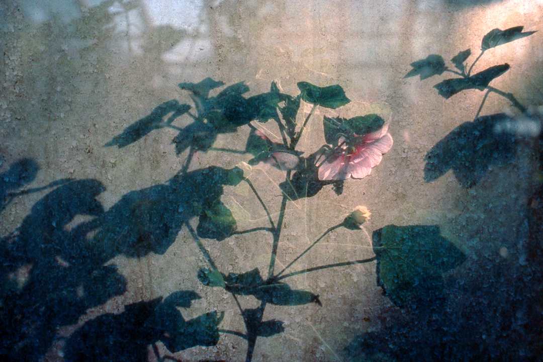 Rose Mallow, Chelsea Physic Garden, London by Sam Abell 