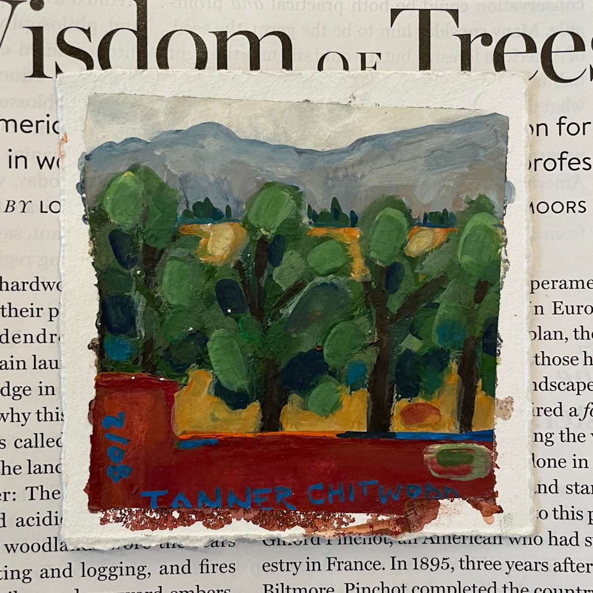 Light in the Wisdom of the Trees by Suzanne Tanner 