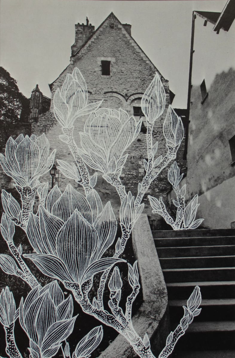 Strange Plants, Bourges by Heather Beardsley 