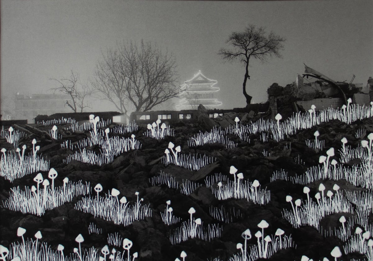 Strange Plants, Beijing by Heather Beardsley 