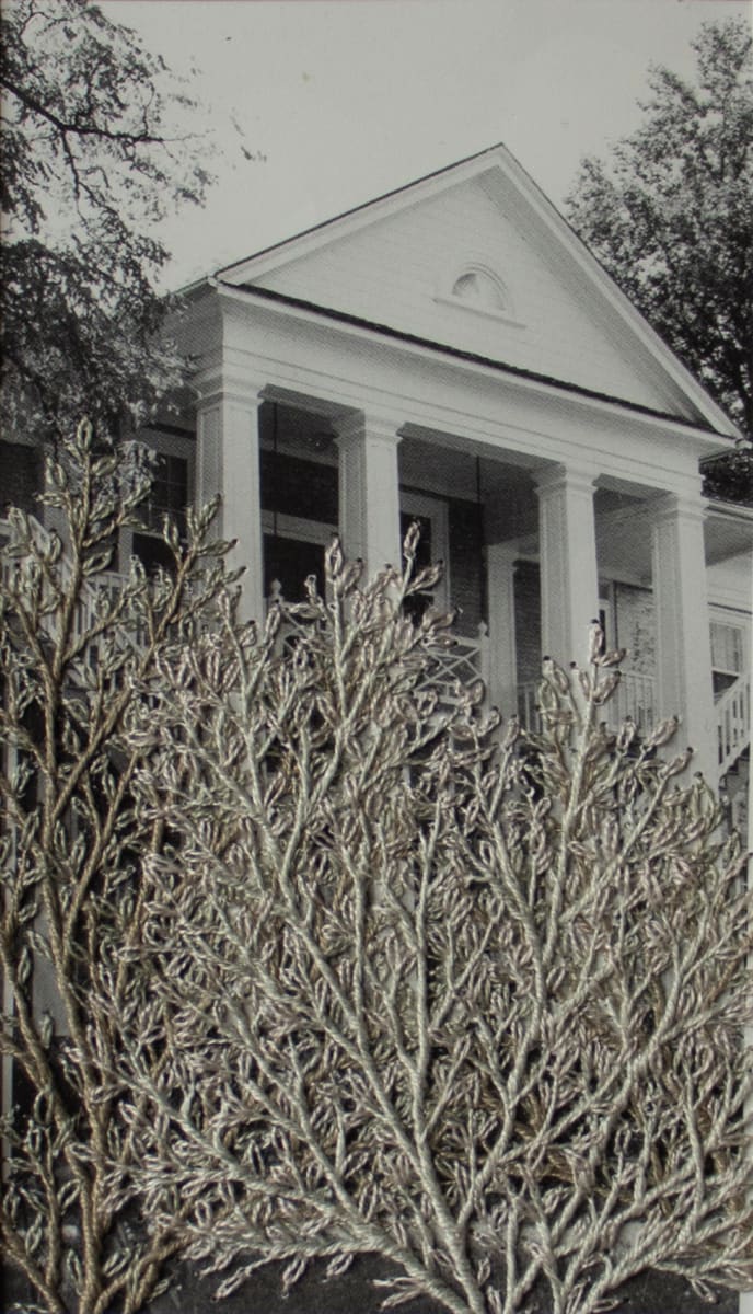 Strange Plants, Charlottesville by Heather Beardsley 