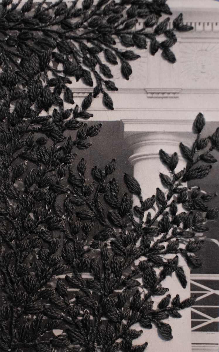 Strange Plants, Charlottesville (SP-EP-194) by Heather Beardsley, Image 6.