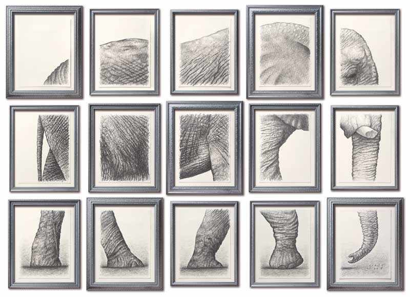 Elephant Drawing by Christophe Vorlet 