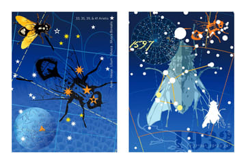 Shoo Fly and Southern Fly by Anne Chesnut, Image 1.