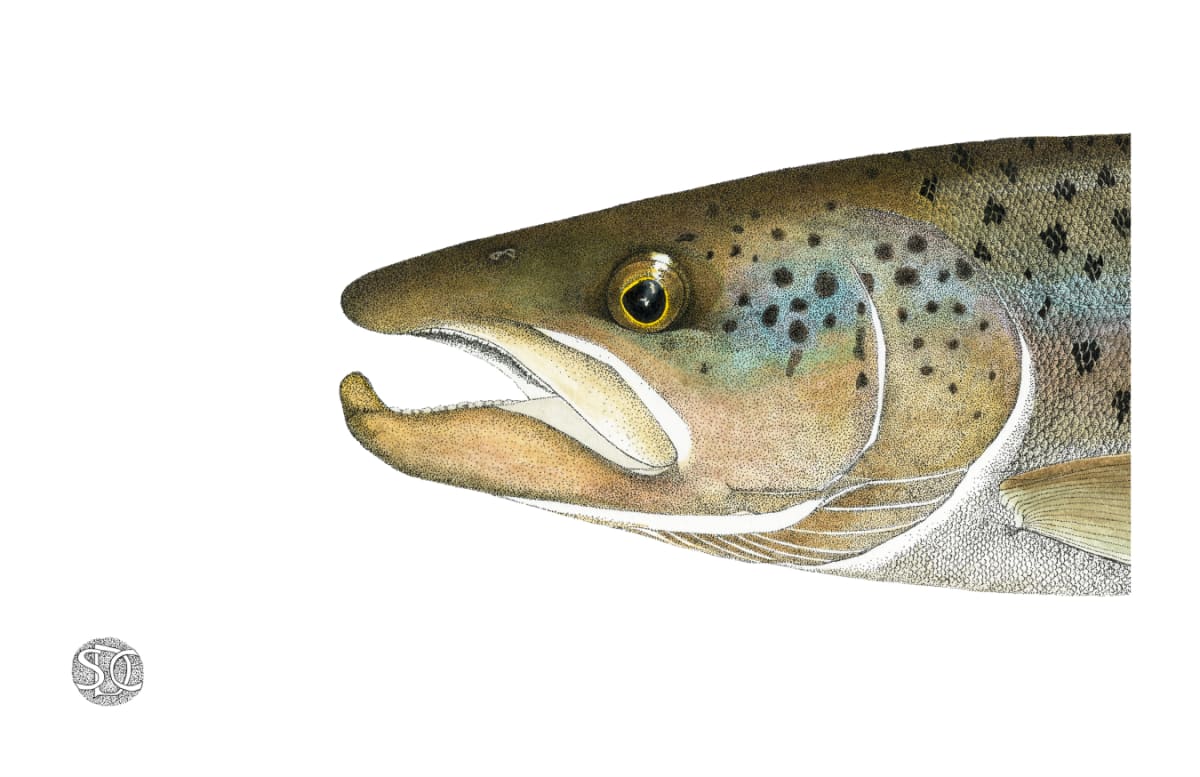 Landlocked Atlantic Salmon Head Study 1 by Stephen Mutsugoroh DiCerbo  Image: Landlocked Atlantic Salmon Head Study