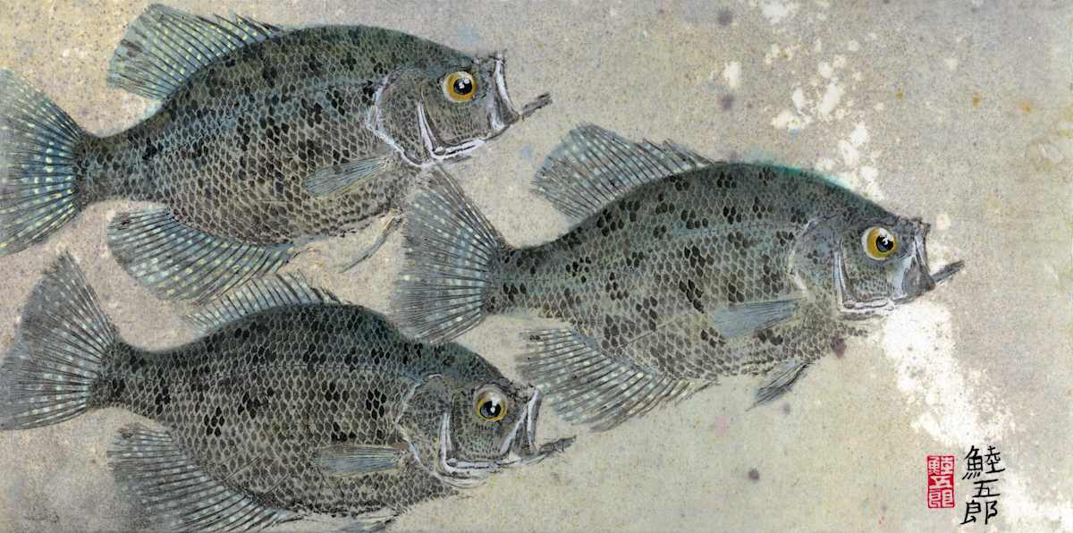 Black Crappie Trio 1 by Stephen Mutsugoroh DiCerbo, Image 1.
