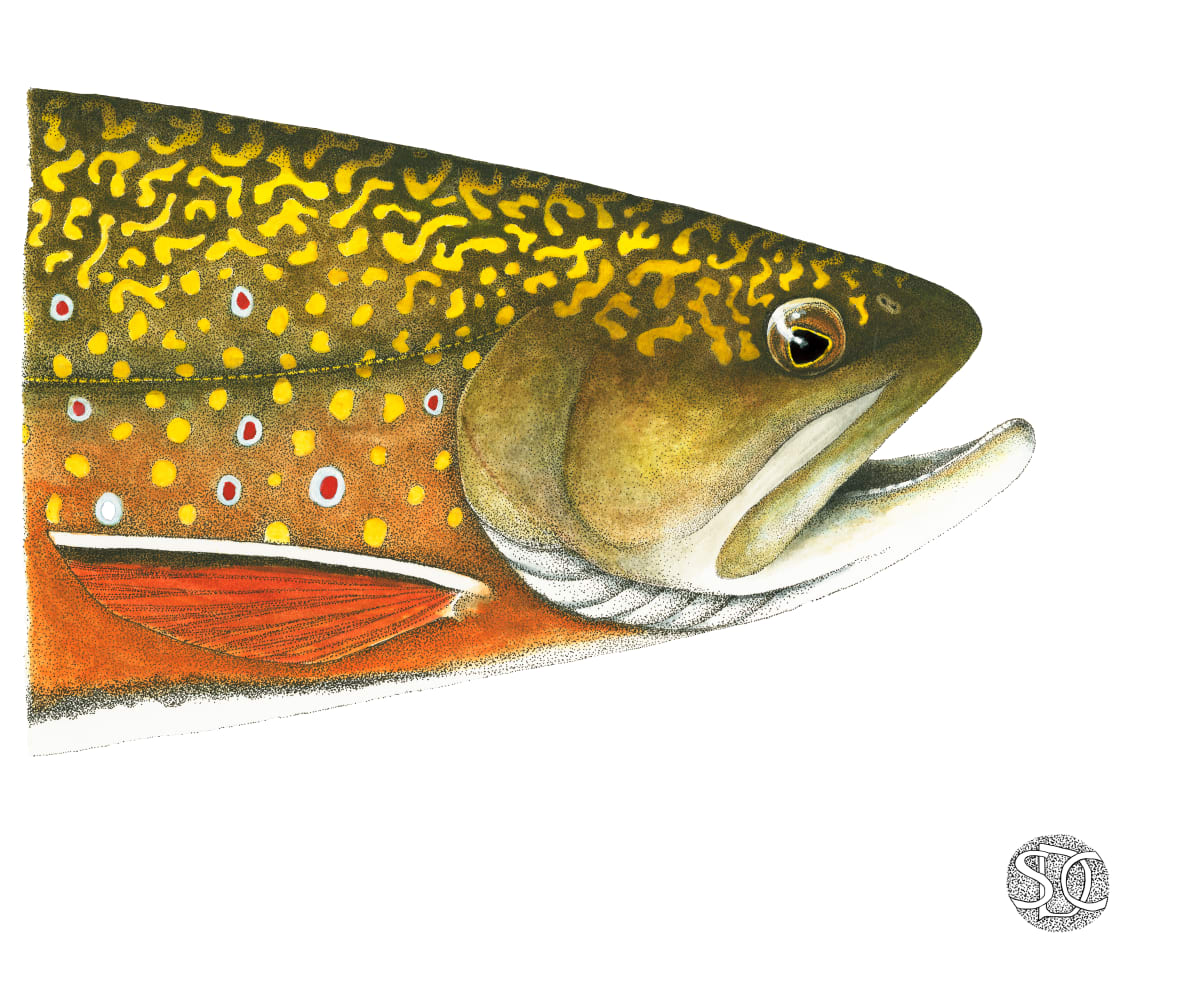 Brook Trout Head Study 1 by Stephen Mutsugoroh DiCerbo  Image: Brook Trout Head Study 