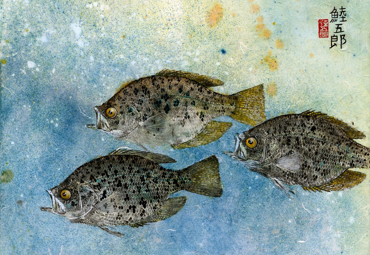 Lake Champlain Crappie Group 3 by Stephen Mutsugoroh DiCerbo  Image: Lake Champlain Crappie Group 3