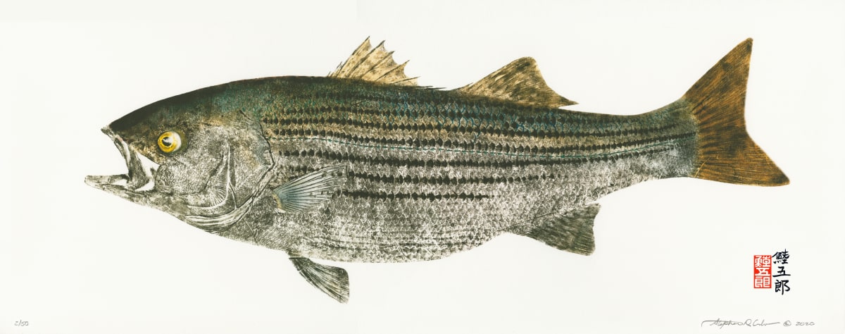 Chesapeake Striped Bass 1 (Giclee’) #2/50 by Stephen Mutsugoroh DiCerbo  Image: Chesapeake Striped Bass 1 