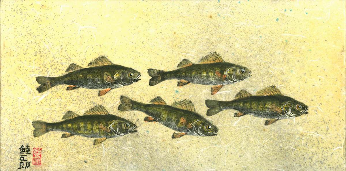 Deploy - Yellow Perch School by Stephen Mutsugoroh DiCerbo, Image 1.