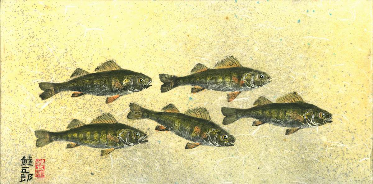 Deploy - Yellow Perch School by Stephen Mutsugoroh DiCerbo, Image 1.
