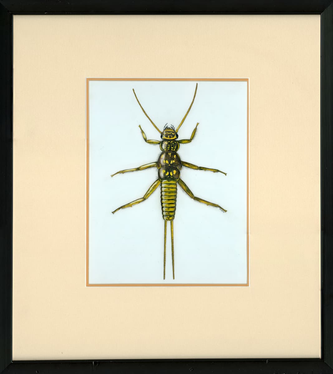 Golden Stonefly by Stephen Mutsugoroh DiCerbo, Image 1.