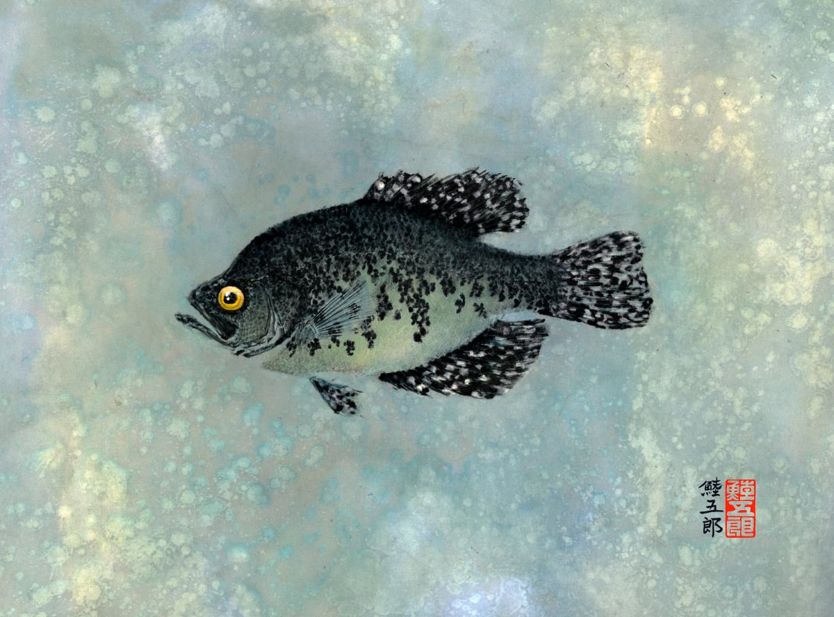 Black Crappie by Stephen Mutsugoroh DiCerbo  Image: Black Crappie