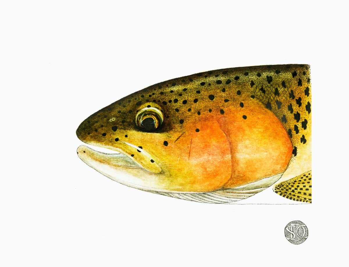 Rainbow Trout Head Study 1 by Stephen Mutsugoroh DiCerbo  Image: Rainbow Trout Head Study 1