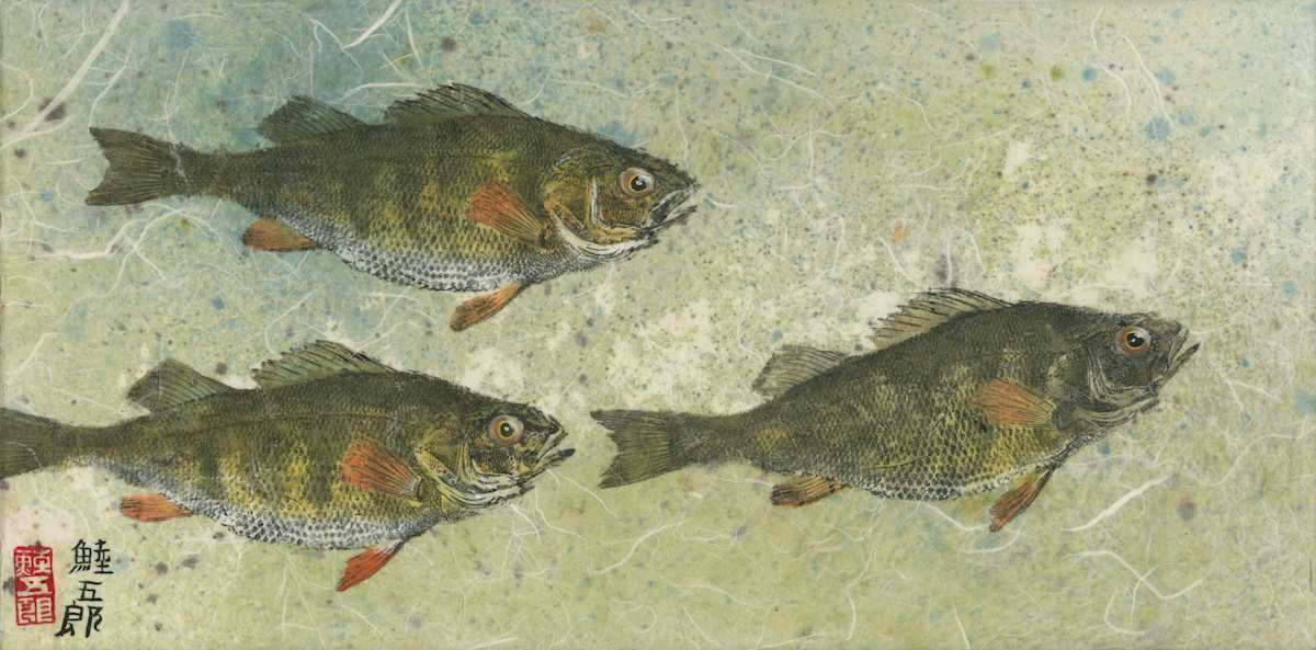 Yellow Perch Trio 1 (Giclee') #3/50 by Stephen Mutsugoroh DiCerbo  Image: Yellow Perch Trio 1