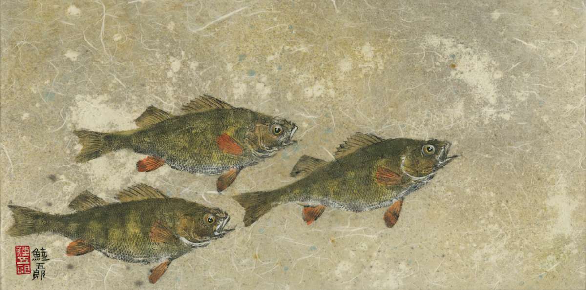 Yellow Perch Trio 2 (Gliclee') #1/50 by Stephen Mutsugoroh DiCerbo  Image: Yellow Perch Trio 2
