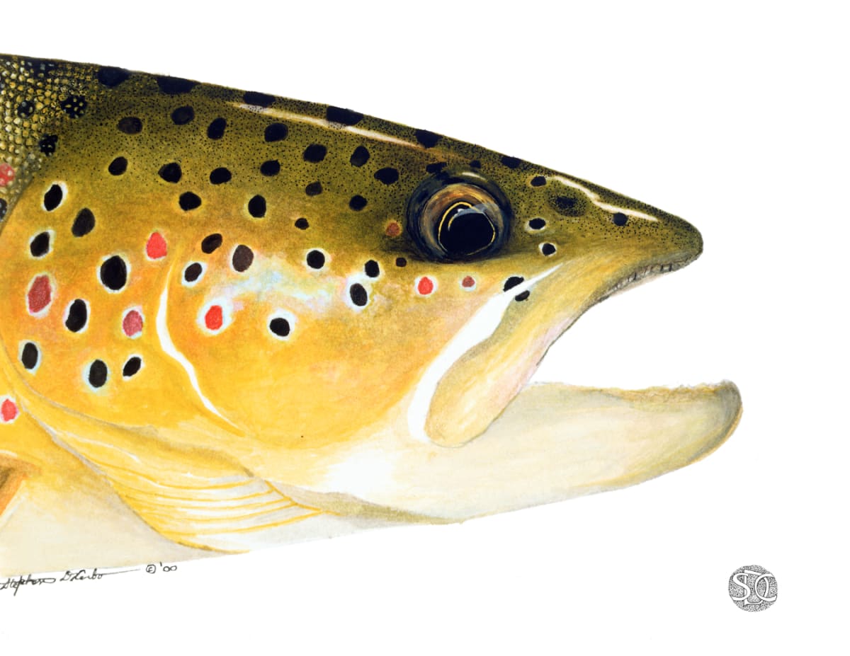 Brown Trout Head Study 1 by Stephen Mutsugoroh DiCerbo  Image: Brown Trout Head Study