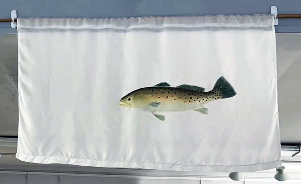 Spotted Seatrout Banner by Stephen Mutsugoroh DiCerbo  Image: Spotted Seatrout Banner
