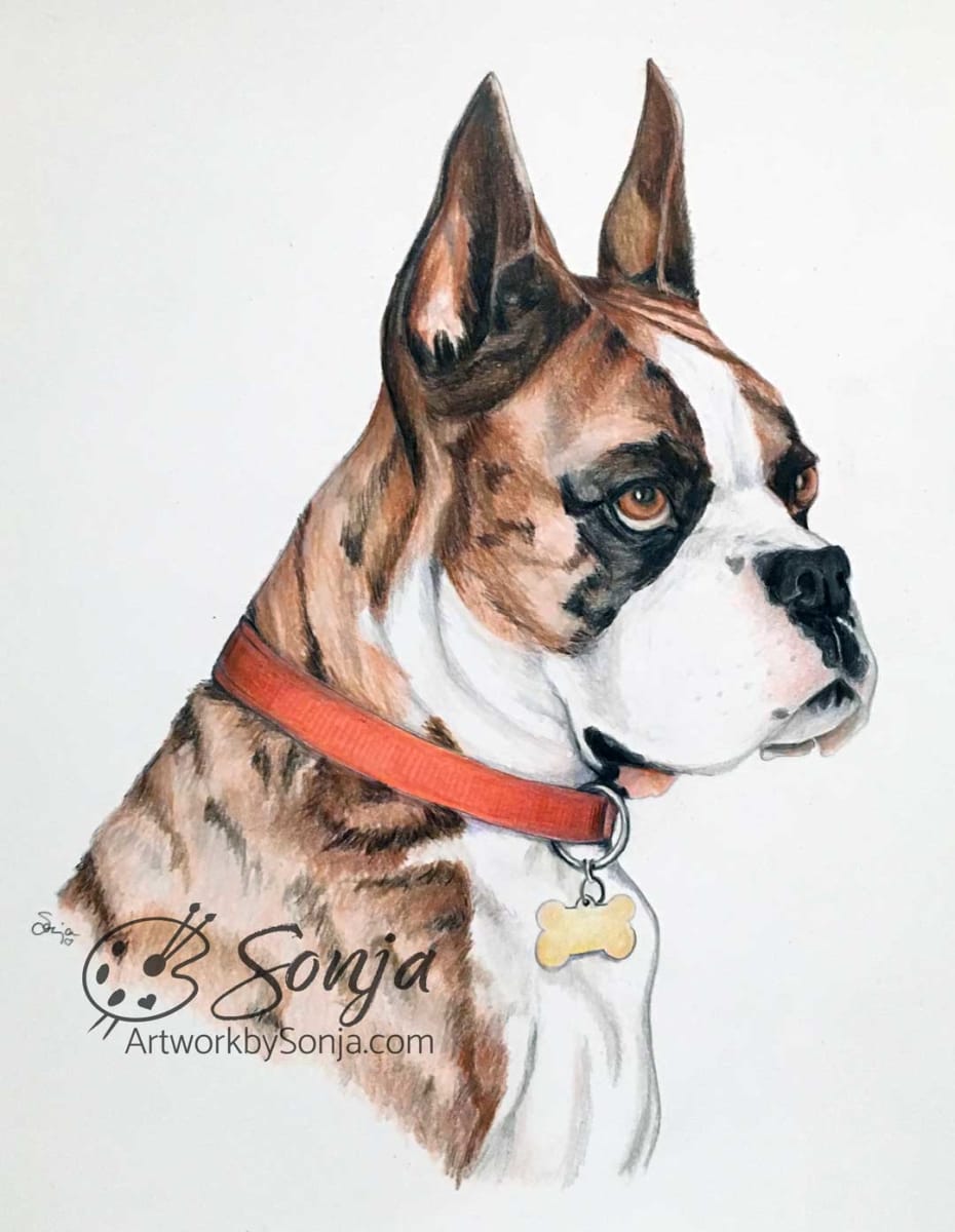 Boxer Pet Portrait Drawing by Sonja Petersen 