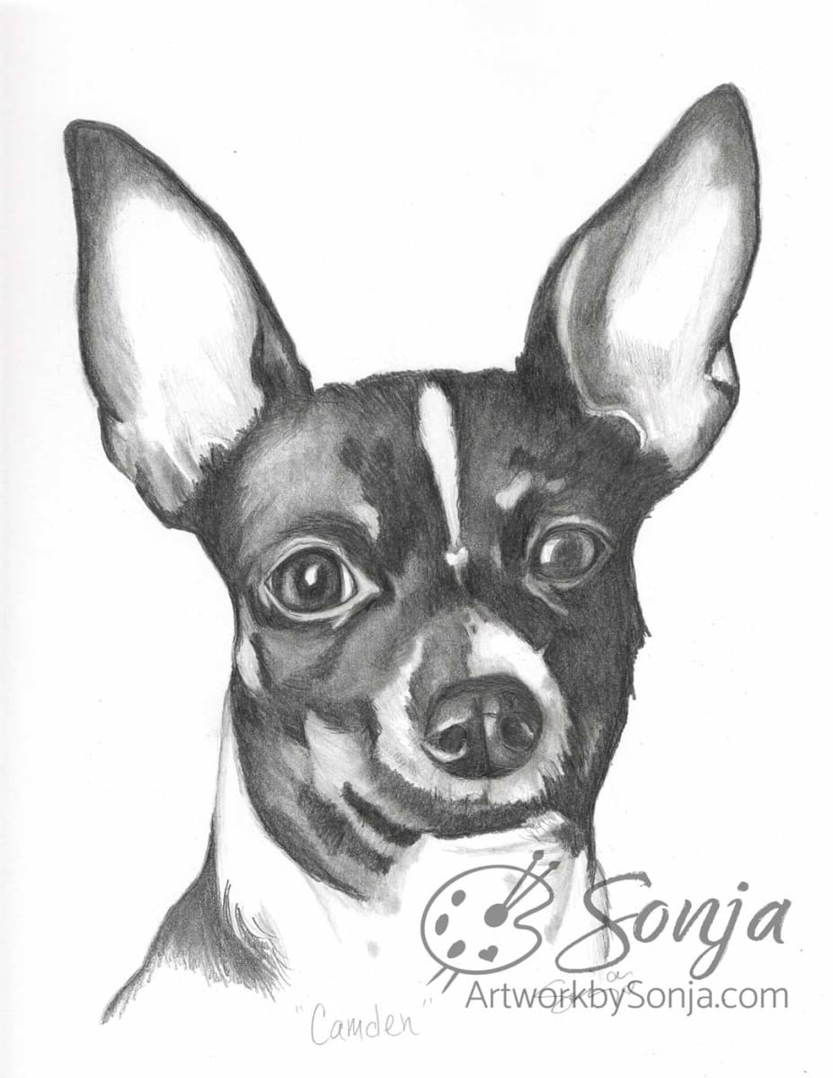 Chihuahua Pet Portrait by Sonja Petersen 