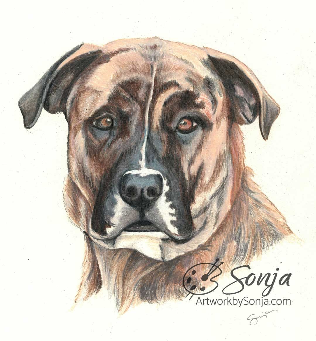 Mastiff Plott Hound Pet Portrait by Sonja Petersen 